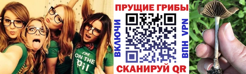 где продают Долинск Псилоцибиновые грибы GOLDEN TEACHER
